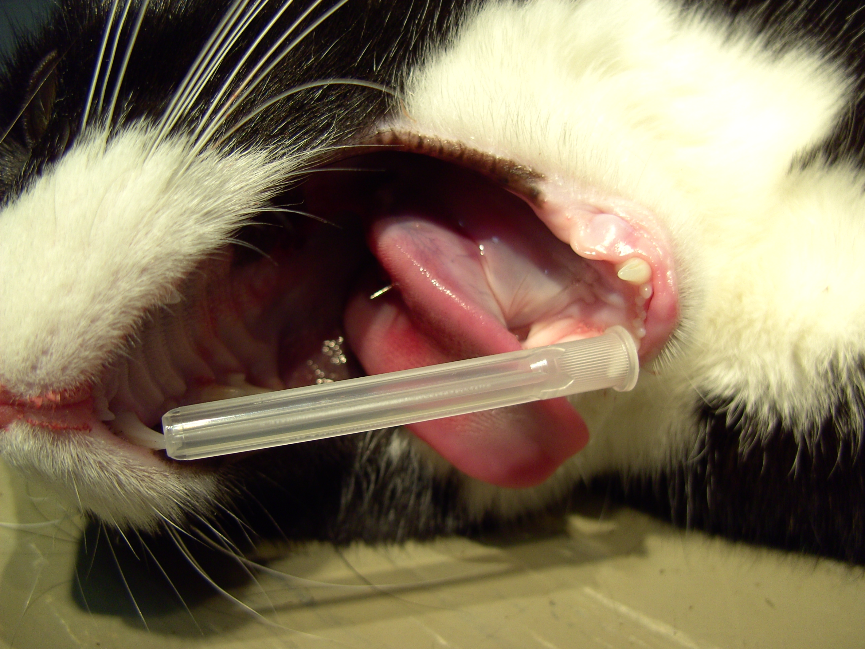 kat naald van doorn 015 1